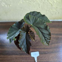 Load image into Gallery viewer, #D18 Begonia Anna Christine