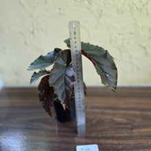 Load image into Gallery viewer, #D18 Begonia Anna Christine