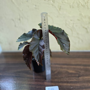 #D18 Begonia Anna Christine