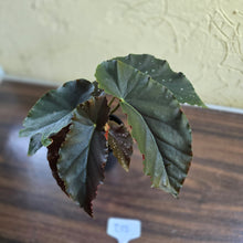 Load image into Gallery viewer, #D18 Begonia Anna Christine