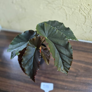 #D18 Begonia Anna Christine