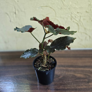 #D18 Begonia Anna Christine