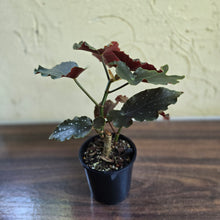 Load image into Gallery viewer, #D18 Begonia Anna Christine