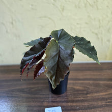 Load image into Gallery viewer, #D18 Begonia Anna Christine