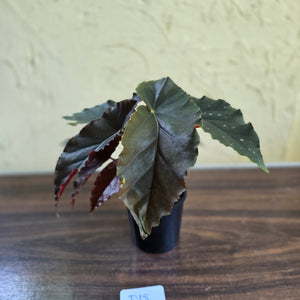 #D18 Begonia Anna Christine