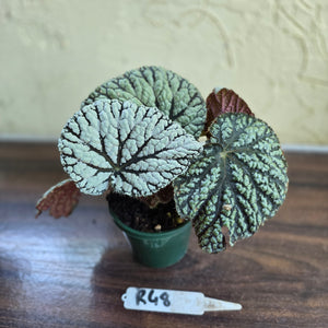 #R48 Begonia Unknown