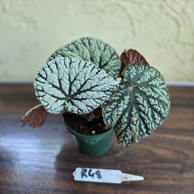 #R48 Begonia Unknown