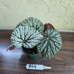 #R48 Begonia Unknown