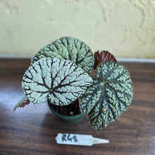 Load image into Gallery viewer, #R48 Begonia Unknown