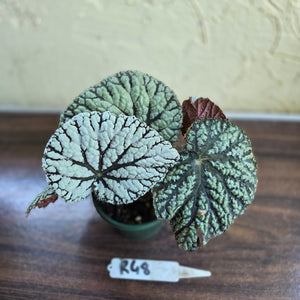 #R48 Begonia Unknown