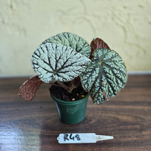 Load image into Gallery viewer, #R48 Begonia Unknown