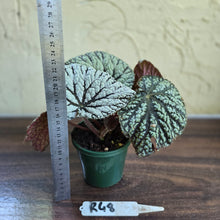 Load image into Gallery viewer, #R48 Begonia Unknown