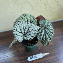 Load image into Gallery viewer, #R48 Begonia Unknown