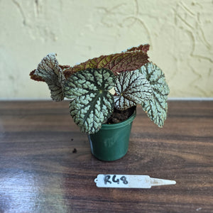 #R48 Begonia Unknown