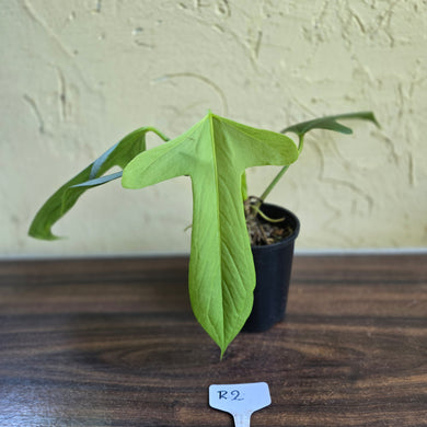 #R2 Anthurium Truncicola