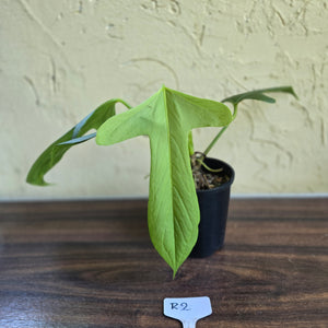#R2 Anthurium Truncicola