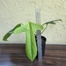 Load image into Gallery viewer, #R2 Anthurium Truncicola