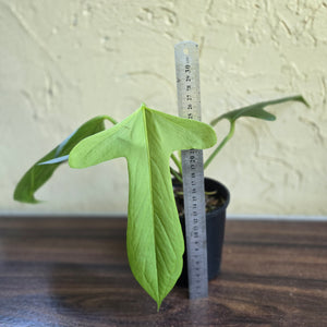 #R2 Anthurium Truncicola