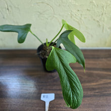 Load image into Gallery viewer, #R2 Anthurium Truncicola