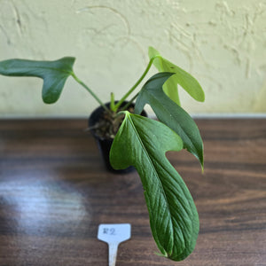 #R2 Anthurium Truncicola