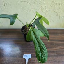 Load image into Gallery viewer, #R2 Anthurium Truncicola