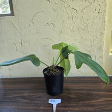 Load image into Gallery viewer, #R2 Anthurium Truncicola