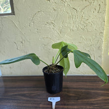 Load image into Gallery viewer, #R2 Anthurium Truncicola