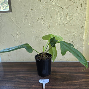 #R2 Anthurium Truncicola