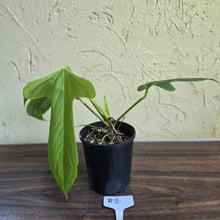 Load image into Gallery viewer, #R2 Anthurium Truncicola