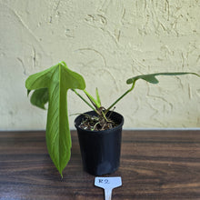 Load image into Gallery viewer, #R2 Anthurium Truncicola