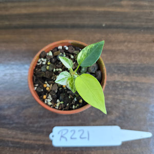 #R221 Variegated Anthurium Forgetii x