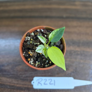 #R221 Variegated Anthurium Forgetii x