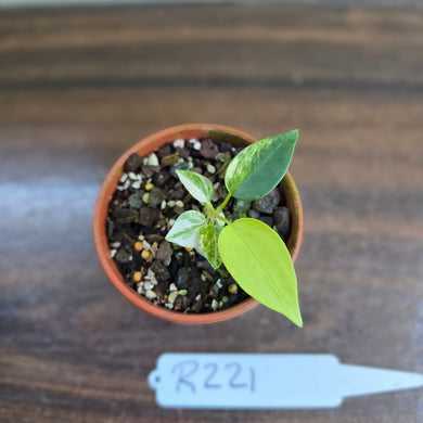 #R221 Variegated Anthurium Forgetii x