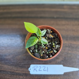 #R221 Variegated Anthurium Forgetii x