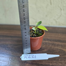 Load image into Gallery viewer, #R221 Variegated Anthurium Forgetii x