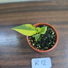 Load image into Gallery viewer, #R12 Variegated Anthurium Forgetii x