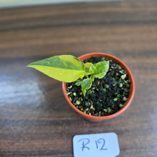 Load image into Gallery viewer, #R12 Variegated Anthurium Forgetii x