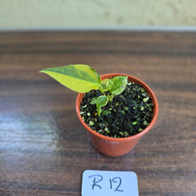 Load image into Gallery viewer, #R12 Variegated Anthurium Forgetii x