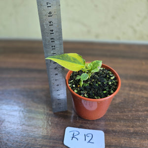 #R12 Variegated Anthurium Forgetii x
