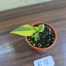 Load image into Gallery viewer, #R12 Variegated Anthurium Forgetii x