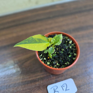 #R12 Variegated Anthurium Forgetii x