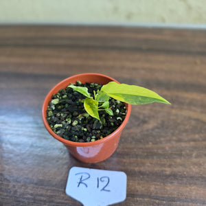 #R12 Variegated Anthurium Forgetii x