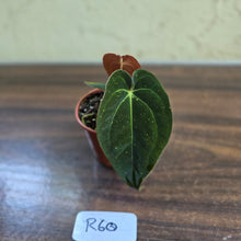 Load image into Gallery viewer, #R60 Anthurium (Papillilaminum x Black Sensation) x