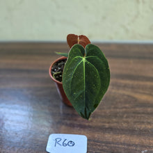 Load image into Gallery viewer, #R60 Anthurium (Papillilaminum x Black Sensation) x
