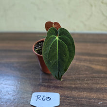 Load image into Gallery viewer, #R60 Anthurium (Papillilaminum x Black Sensation) x
