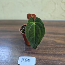 Load image into Gallery viewer, #R60 Anthurium (Papillilaminum x Black Sensation) x