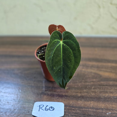 #R60 Anthurium (Papillilaminum x Black Sensation) x