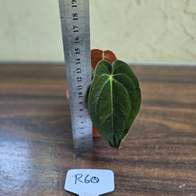 Load image into Gallery viewer, #R60 Anthurium (Papillilaminum x Black Sensation) x