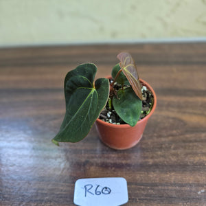 #R60 Anthurium (Papillilaminum x Black Sensation) x
