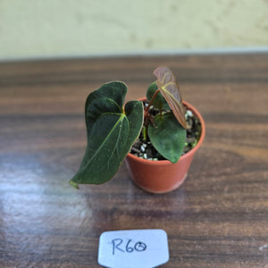 #R60 Anthurium (Papillilaminum x Black Sensation) x